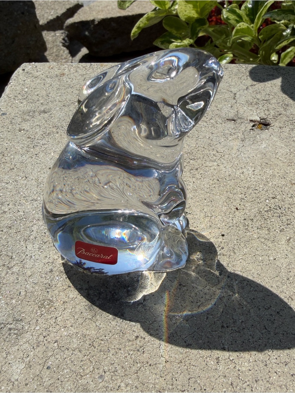 Baccarat Bunny